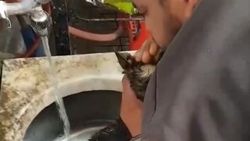 Yavru köpeği ölümden kurtaran Rizeli esnaf