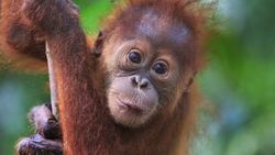 Yavru orangutanı kaçırmaya çalışan Rus tutuklandı