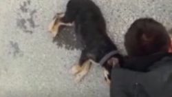 Ölen köpeğinin başında hıçkıra hıçkıra ağladı