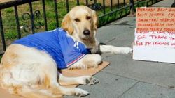 Köpeği Gofi ile birlikte diğer hayvanları besliyor