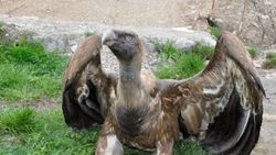 Hakkari'de bitkin akbabaya vatandaşlar sahip çıktı
