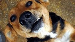 Köpekler kanseri tespit etmede yüzde 97 başarı sağladı