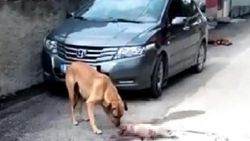 İki yavru köpeği ezen öğretmene soruşturma