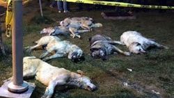 Ankara’da 13 köpek zehirlenerek katledildi