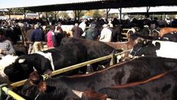 Isparta Canlı Hayvan Pazarı şap tehdidiyle kapatıldı