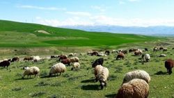 Karlar eridi hayvanlar meranın tadını çıkardı
