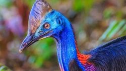 Cassowary adlı kuş sahibinin ölümüne sebep verdi