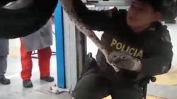 Kolombiya’da aracı arızalanan adama boa yılanı sürprizi