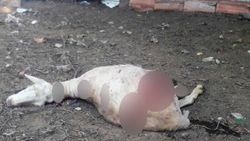 Ağıla giren sokak köpekleri 10 koyunu telef etti