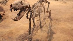 Müze dolabından 20 milyon yıllık aslan fosili çıktı