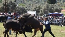 Muğla'da boğalar güreşti