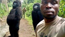 Bakıcılarıyla selfie çektiren goriller