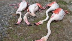 Aksaray'da göç yolundaki 4 flamingo öldürüldü