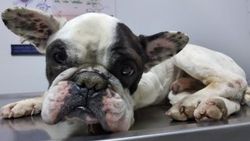 450 kilometre yol gelip, iki köpeği ölmek üzereyken kurtardılar