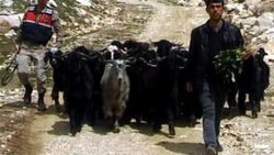 Kahramanmaraş'ta ahırdan kaçan keçileri jandarma buldu