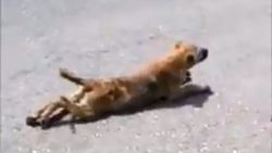 Engelli numarası yapıp insanları kandıran köpek