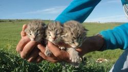 Diyarbakır çayırlarında leopar yavruları