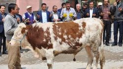 Elbistan fazla yağış alınca, kurban kesildi