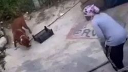 Köpekle kavga eden kadın