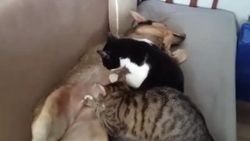 Anne köpek kedileri emziriyor