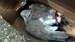 Kargaların yaraladığı güvercinin yardımına itfaiye koştu