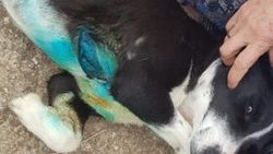 Mahallesini koruyan sokak köpeğini hırsızlar bıçakladı
