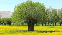 Malatya'da düğün çiçekleri görsel şölen sunuyor