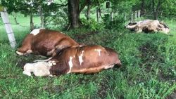 Bursa'da besi çiftliğine yıldırım düştü