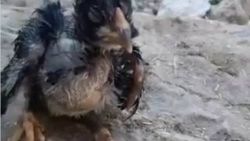Suya düşen civcivi suni teneffüsle kurtardı