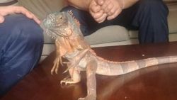 Düzce'de cami deposundan iguana çıktı