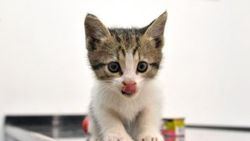 Otomobil motorunda 700 kilometre yapan kedi