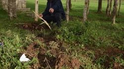 Yıldırım ağacı ikiye böldü, toprağa kanal açtı