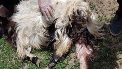 Hakkari'de köpekler 18 keçiyi telef etti