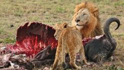 Kamerun'da kenti kaçak aslan korkusu sardı