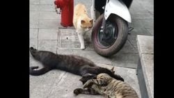Başkasıyla cilveleşen kedinin eşine yakalandığı an