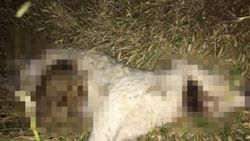 Komşusunun köpeğinin boğazını bıçakla kesti