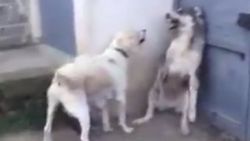 Labrador anneyi kızdıran köpeğin çaresizliği