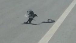 Saksağan yılanı avladı