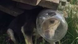 Kafası bidona sıkışan köpeği kurtardılar