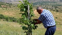 Vergi rekortmeni iş adamı köyüne döndü, ceviz dikti