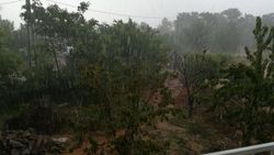 Aydın ve İzmir’de kiraz ve cevizler zarar gördü