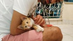 Kedisinin kaybolmasından sorumlu olanlardan şikayetçi oldu
