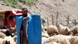 İş bulamayan üniversiteli köyüne dönüp çoban oldu