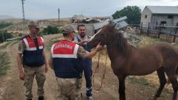 At hırsızı yakayı ele verdi