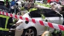 İzmit'te şiddetli yağış koca çınarı devirdi