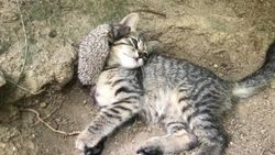 Yavru kedi ve kirpinin şaşırtan dostluğu