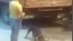 Köpeğini bilerek kedinin üstüne saldı