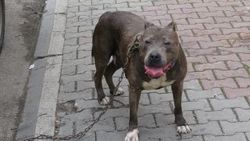 Bolu'da polis ile köpek hırsızları arasında kovalamaca