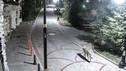 Malatya'da ilçe merkezine inen kurt yiyecek aradı