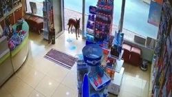 İstanbul'da eczacıdan yardım isteyen köpek